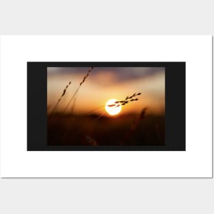 Sunset on a Summer meadow Posters and Art